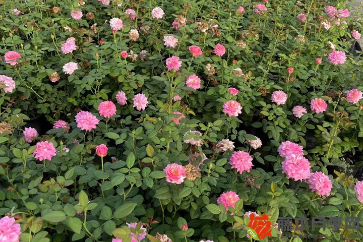 月季从小苗到开花要多久