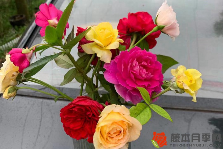 香水月季多久浇一次水
