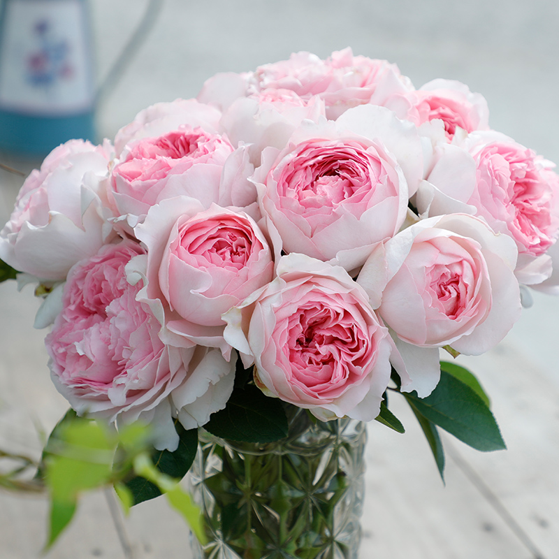伊芙克莱尔和伊芙乙女心区别