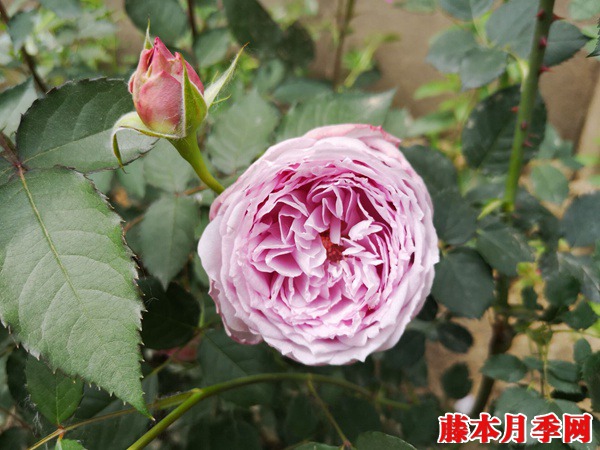 青金石和蓝月石月季哪个好
