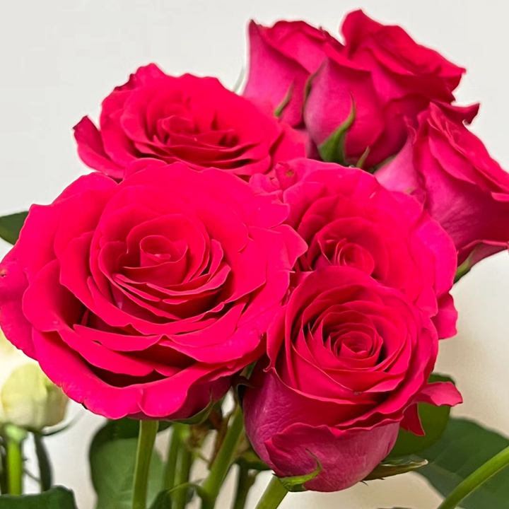美人丽芙和弗洛伊德月季花的区别