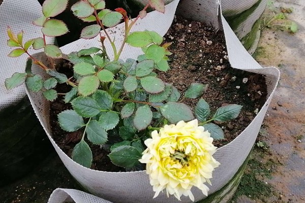 烟花波浪月季是灌木还是微月