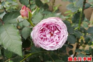 青金石和蓝月石月季哪个好