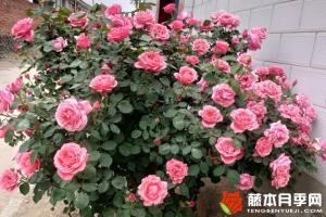 粉扇月季和粉和平哪个好
