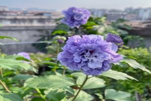 木槿蓝莓冰沙和紫玉哪个好看