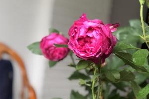 伊芙芳香花园耐寒多少度