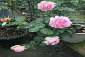 伊芙四度芳香花苞容易打开吗