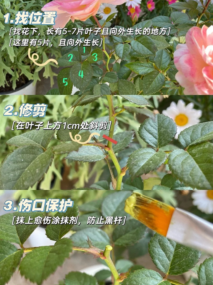 果汁阳台月季怎么修剪(详细图解)