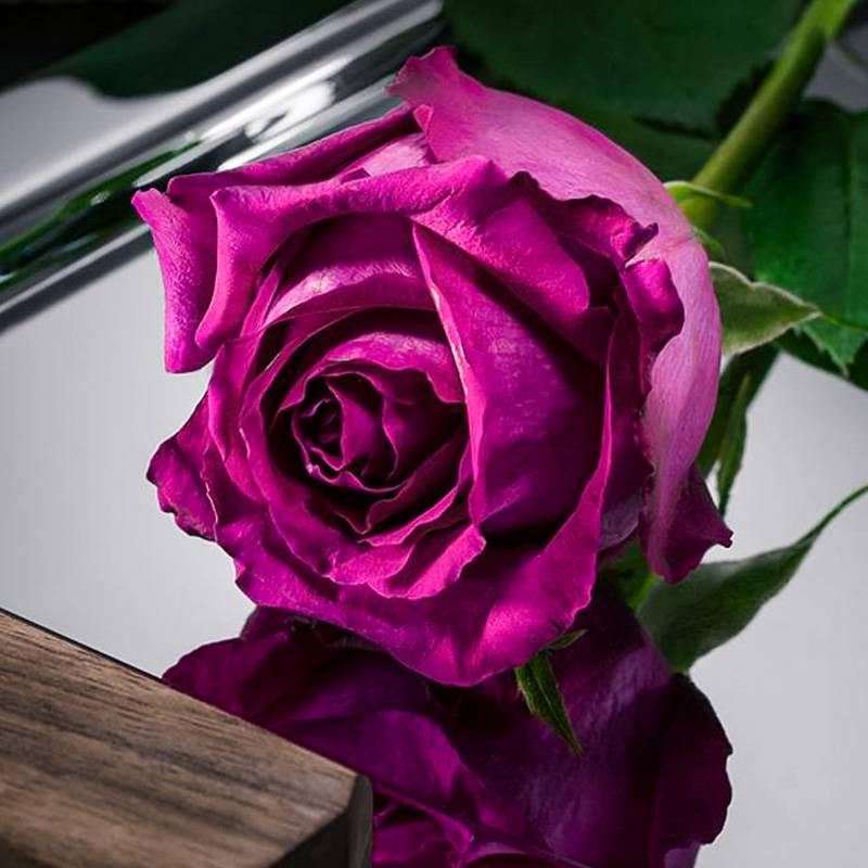 美人丽芙月季的优缺特点