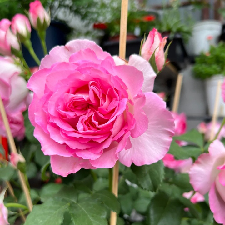 河本绊Rien Rose