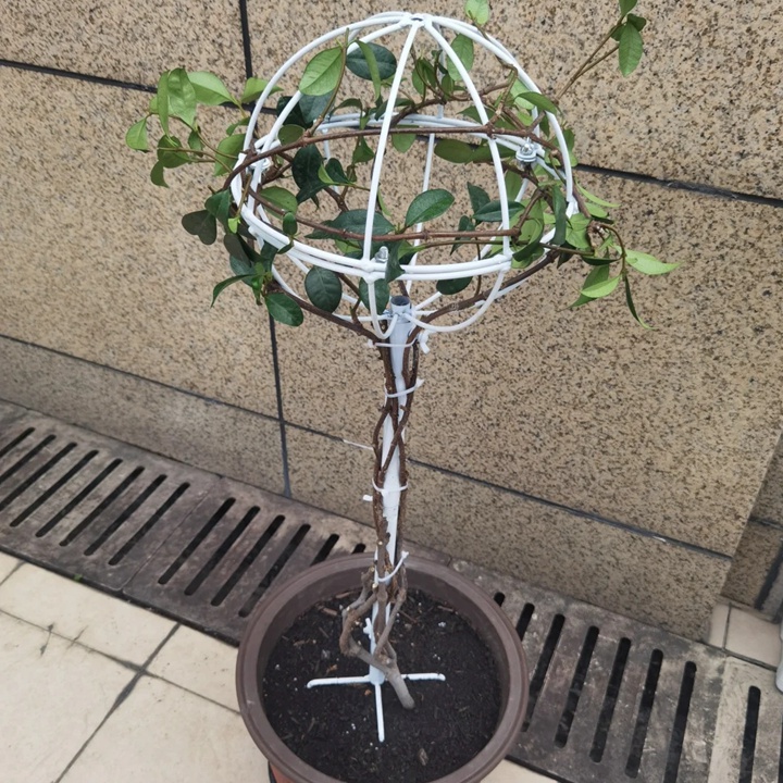 风车茉莉棒棒糖制作过程
