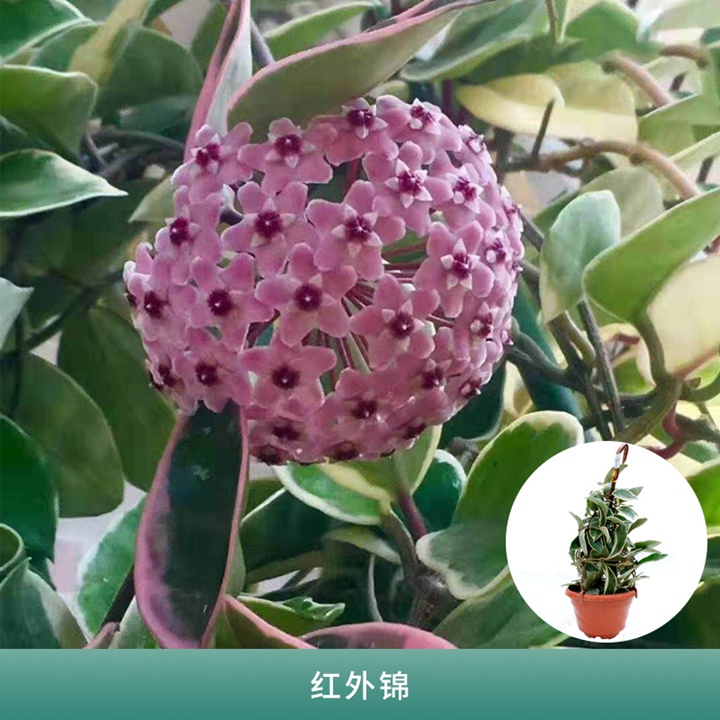 大树下可以种哪些花卉？