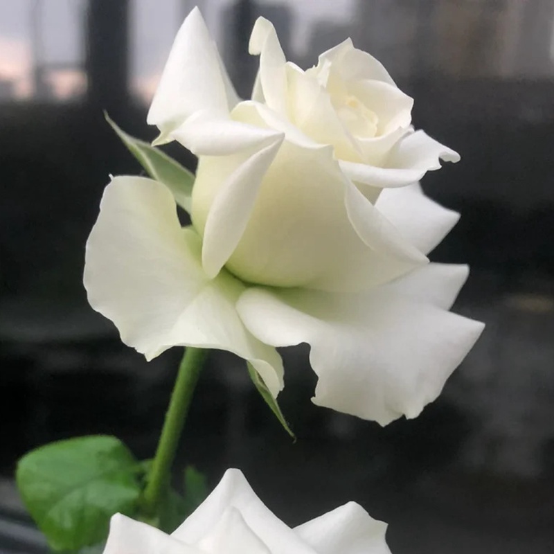 白色蕾丝和杏色蕾丝月季的区别