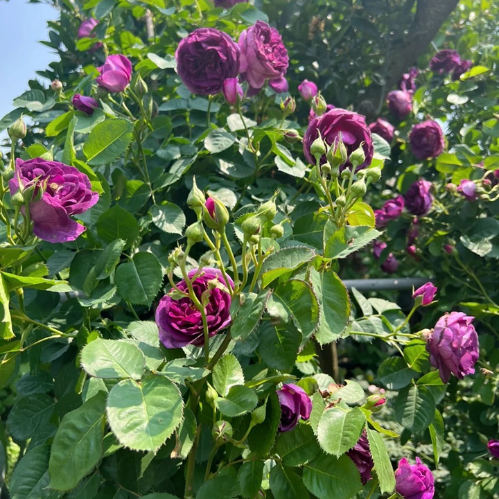 比利时月季的优缺特点