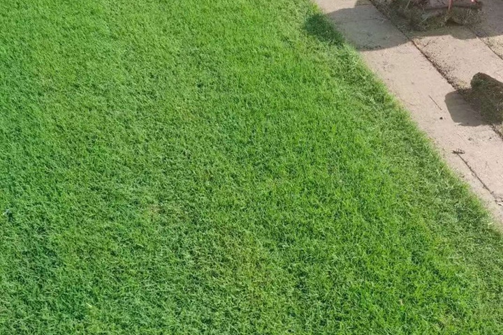 马尼拉草坪的优缺点详细介绍