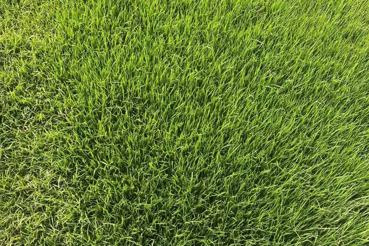 马尼拉草坪的优缺点详细介绍