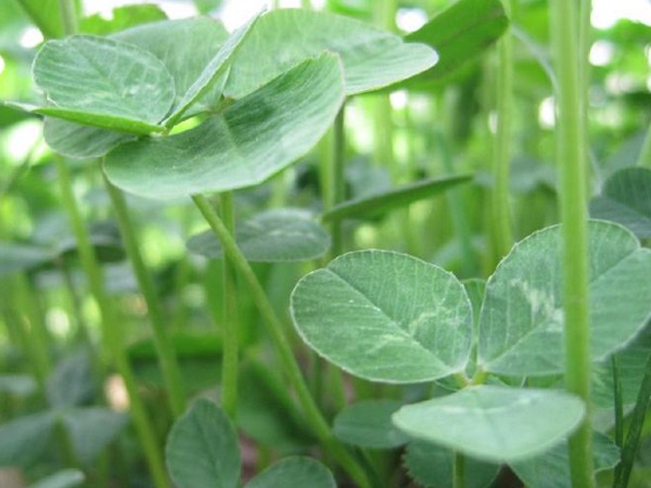 白车轴草兔子可以吃吗？