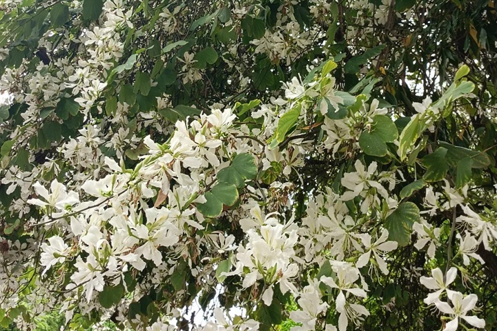 紫荆花有多少种颜色？