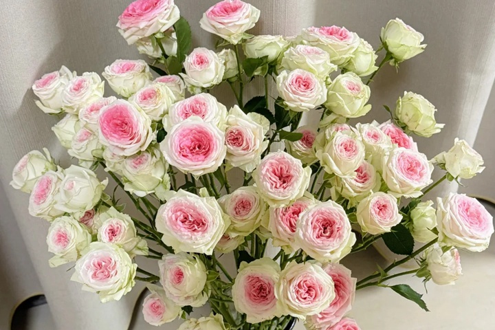 冰淇淋月季花是什么颜色