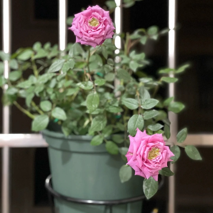 不眠芳香月季广东表现如何