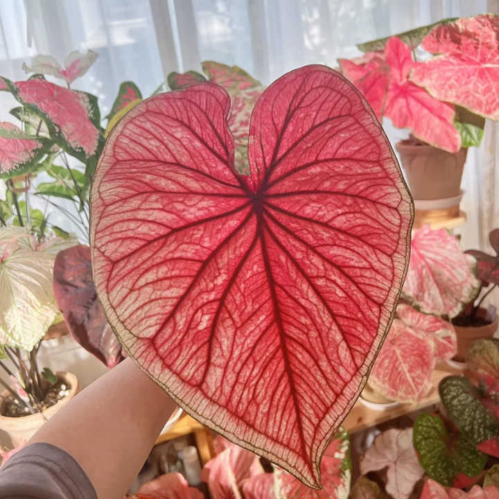 彩叶芋的养殖方法和注意事项大全