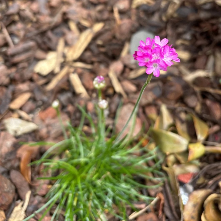 开在海边的花都有哪些品种
