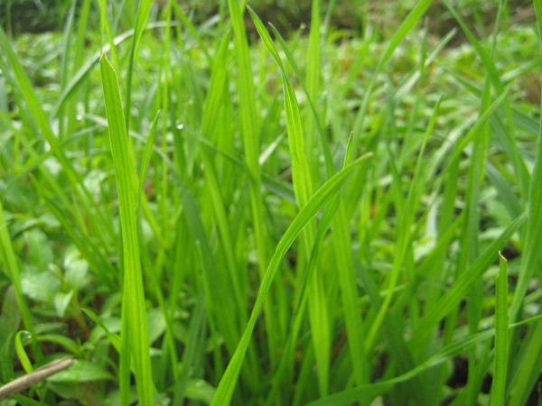 基本农田能不能种牧草