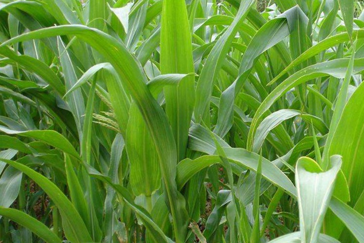 基本农田能不能种牧草