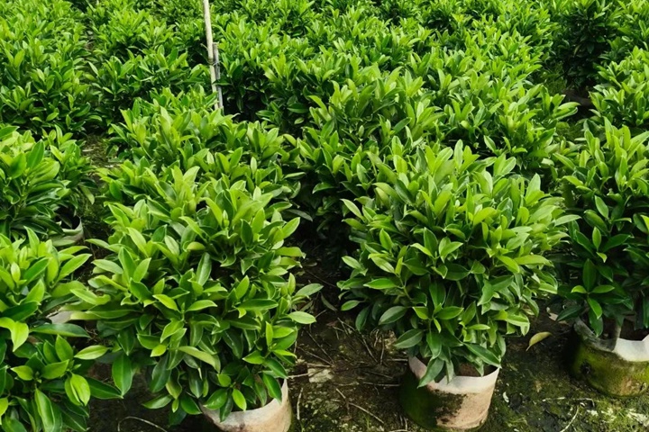 冬天非洲茉莉受冻蔫了怎么处理