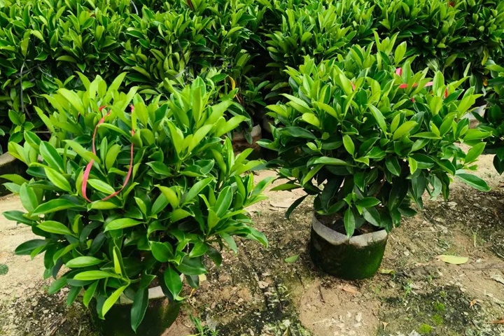 冬天非洲茉莉受冻蔫了怎么处理