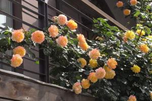 光谱和藤彩虹月季哪个好