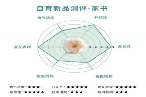 家书月季值得入手吗