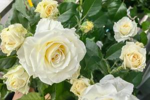冰淇淋月季花是什么颜色