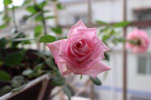 不眠芳香月季广东表现如何