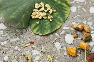 蔷薇花种子多久发芽