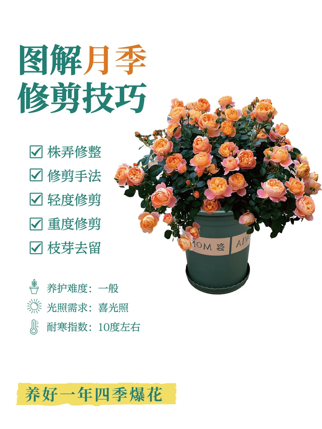 月季修剪的一些实用技巧