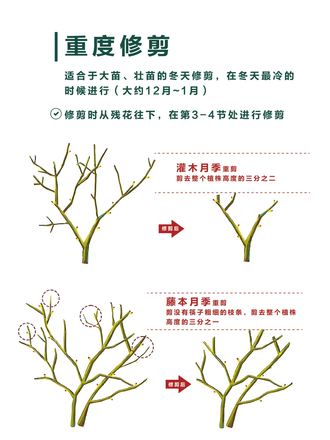 月季修剪的一些实用技巧