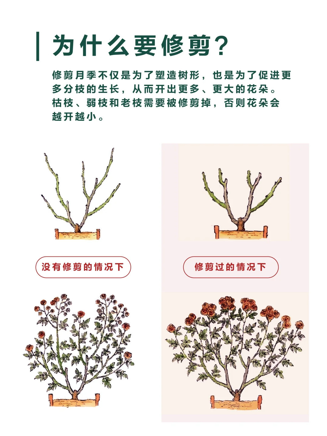 月季修剪的一些实用技巧