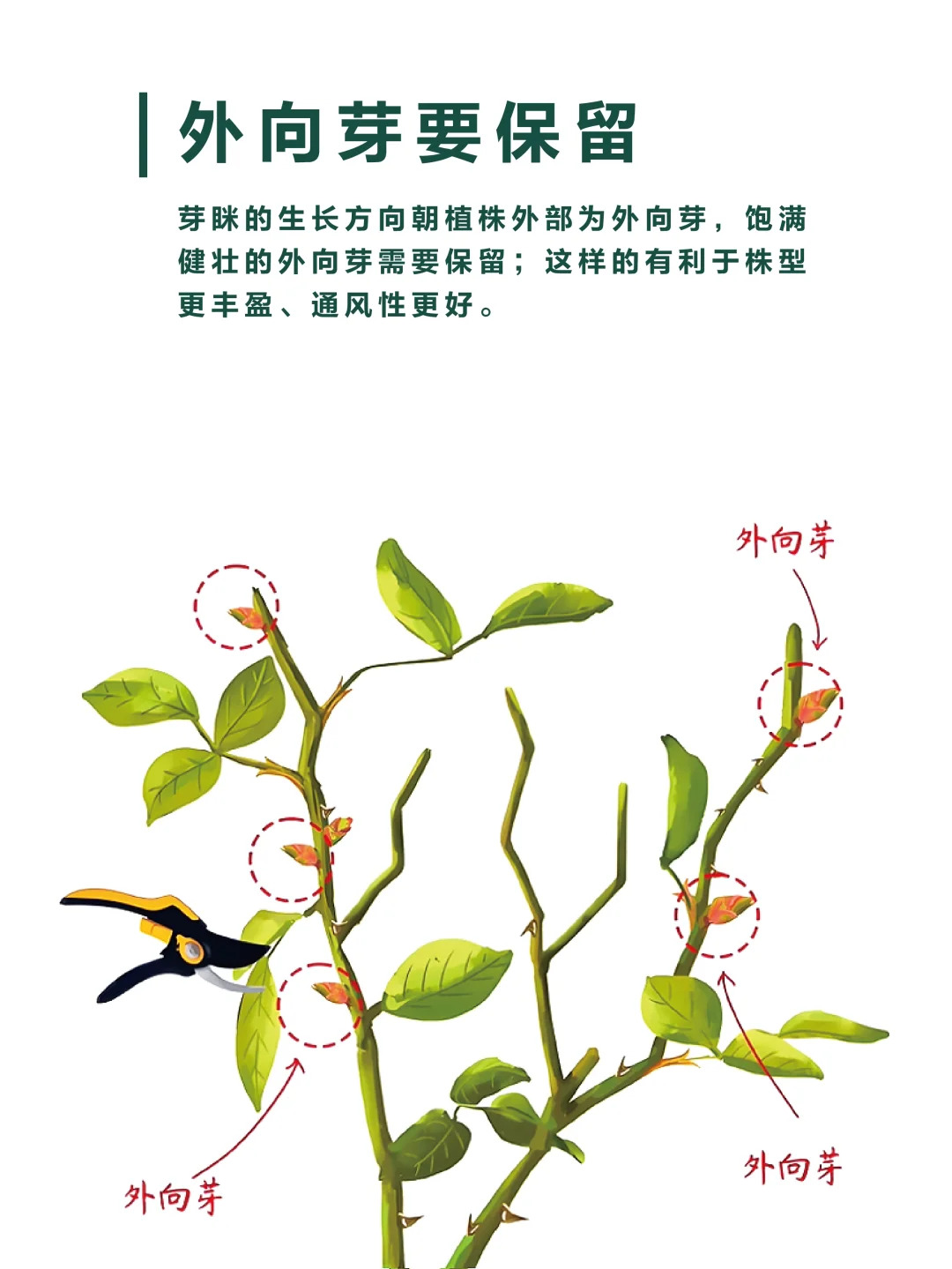 月季修剪的一些实用技巧