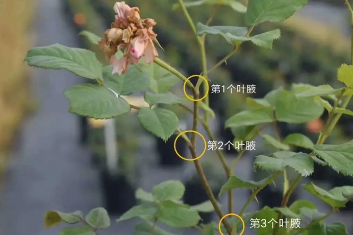 月季开完花怎样修剪