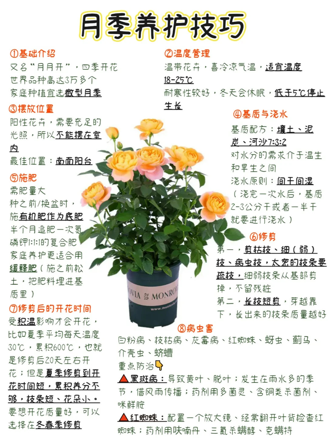 月季多开花的养护要点