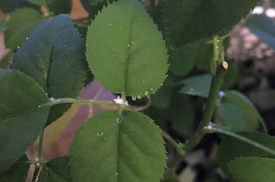 月季叶子白霉是什么病，如何防治