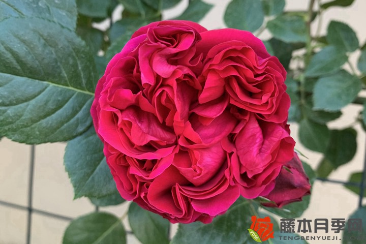 月季的花期为何有长有短