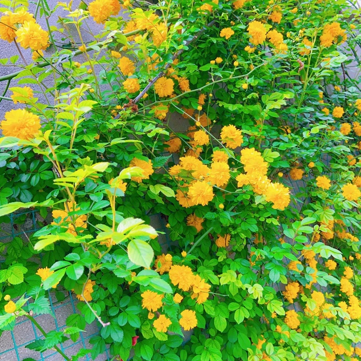 棣棠的花语和寓意