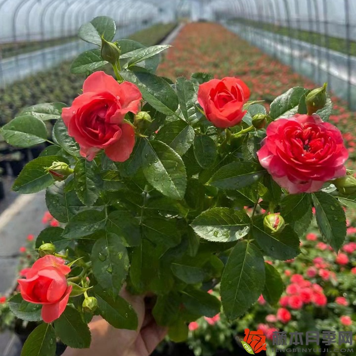 月季花几月份移栽种容易成活