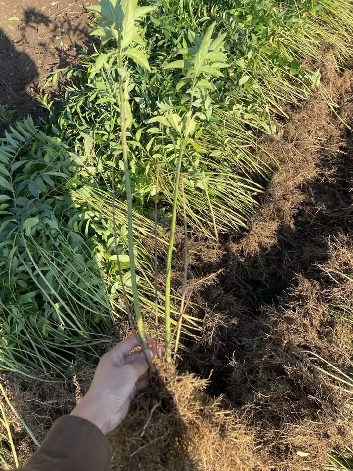 连翘什么时候移栽最合适