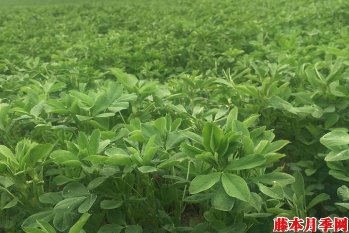 鱼塘边种什么草好