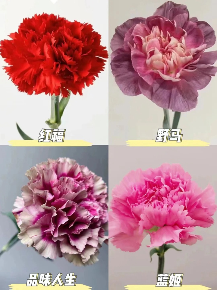 1733973068127380.jpg 康乃馨品种大全(多图详解)