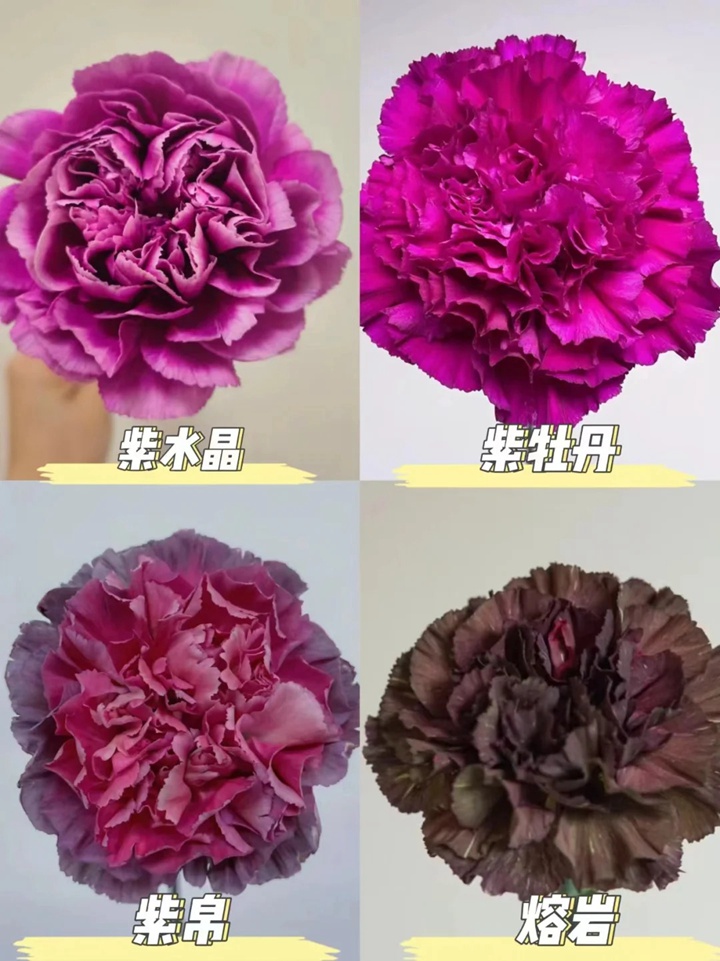 1733973068253799.jpg 康乃馨品种大全(多图详解)