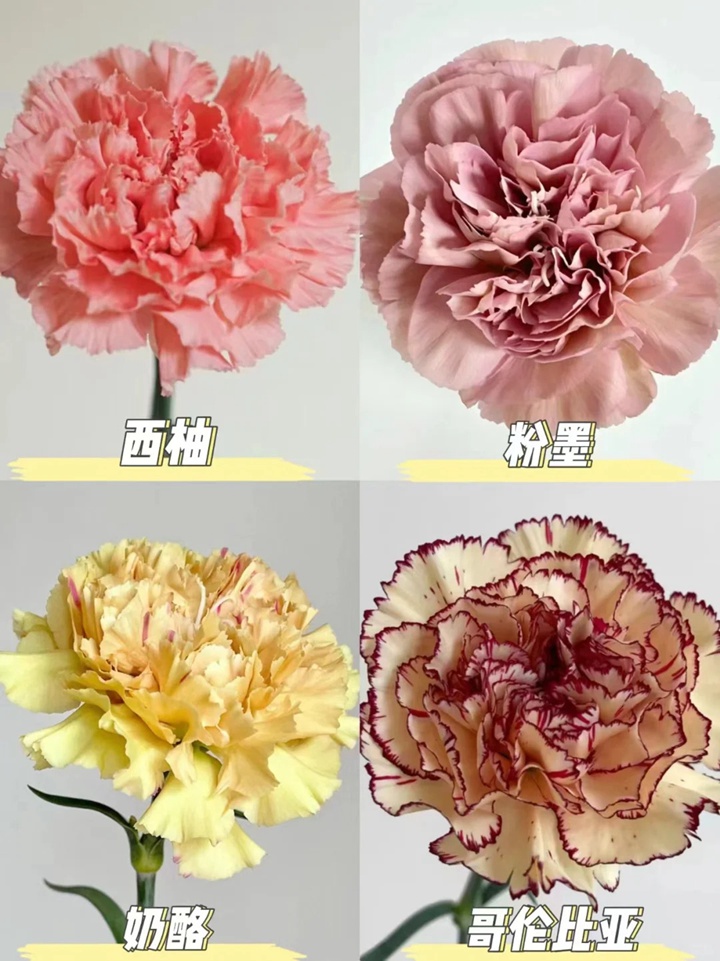 1733973069405981.jpg 康乃馨品种大全(多图详解)